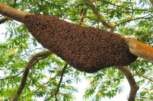 Madu Hutan yang Kaya Manfaat